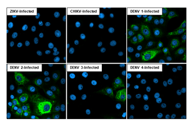 Anti-Dengue virus NS3 protein antibody [HL2634] used in Immunocytochemistry/ Immunofluorescence (ICC/IF). GTX639090